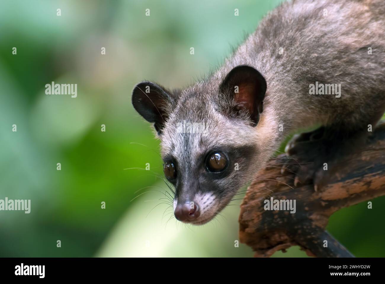 Close up photo of asian palm civet Stock Photo