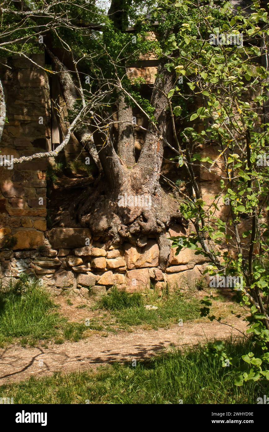 Tree growing on the side of a wall around castle ruins on a sunny spring day in Rhineland Palatinate, Germany. Stock Photo