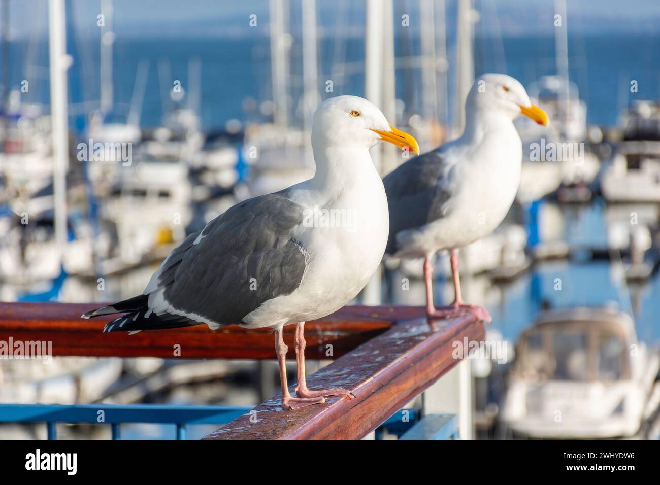 Sea gulls by East Marina at Pier 39, Fisherman's Wharf District, San Francisco, California, United States Stock Photo
