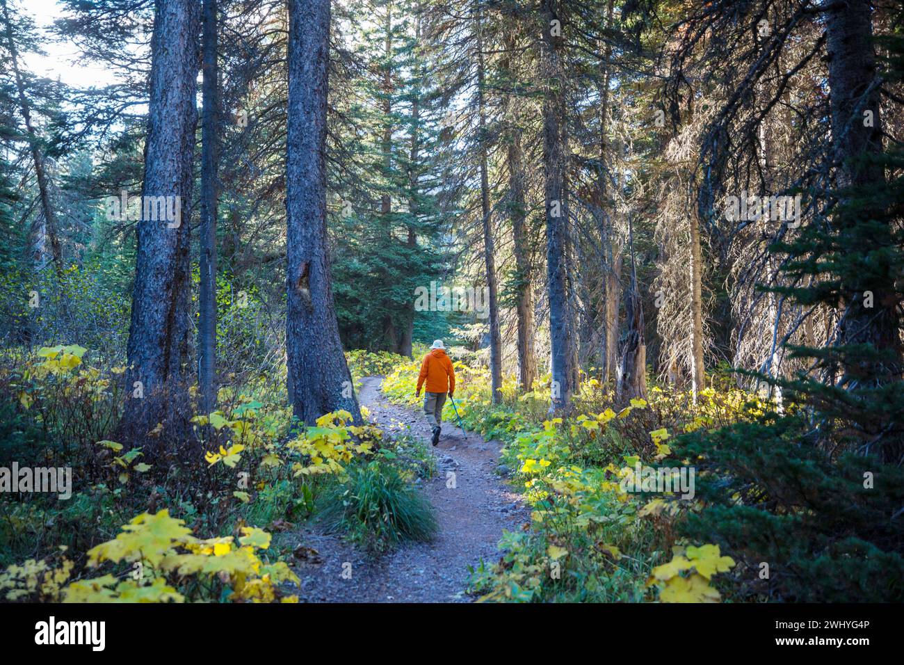 Hike in the forest Stock Photo - Alamy