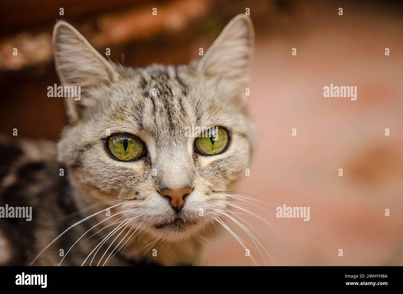 Close-up eyes, Macro photography, Gray cat, Black stripes, Cat's gaze, Feline eyes, Intense stare Stock Photo
