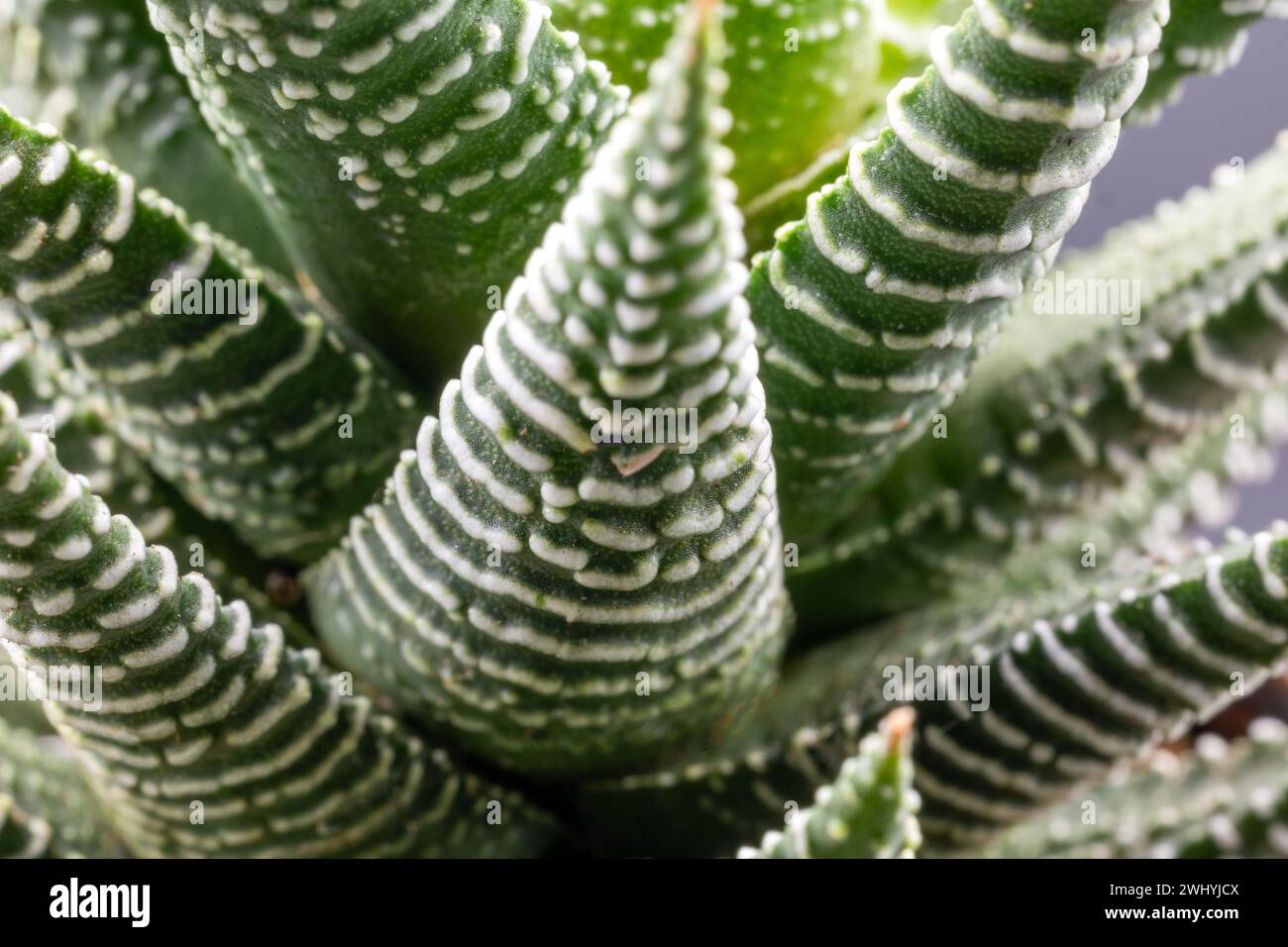 Apicra attenuata hi-res stock photography and images - Alamy