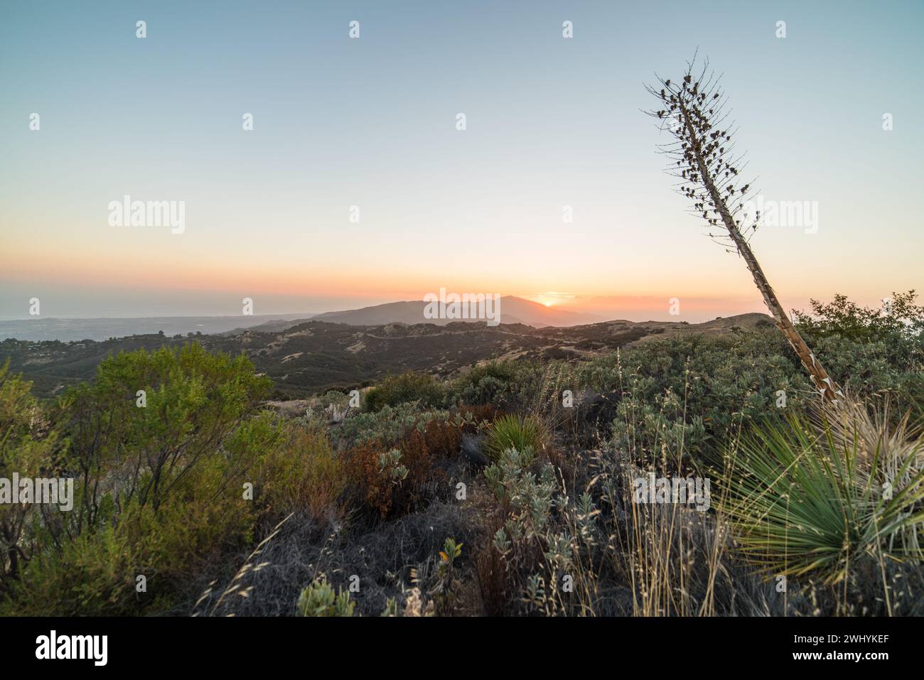 Santa Barbara, Mountain chaparral, Varied plant life, Diverse flora, Botanical richness, Native plants, Wildflowers, Chaparral ecosystem Stock Photo