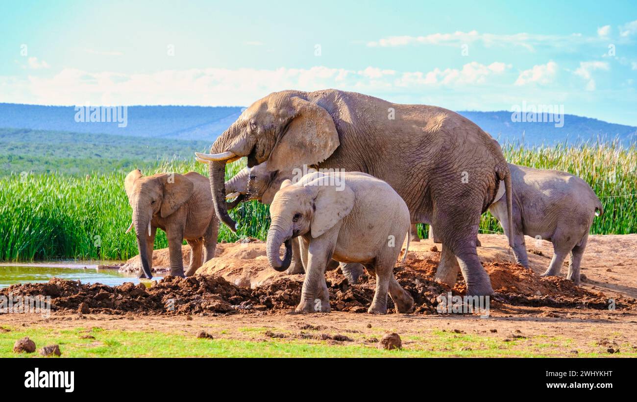 Addo Elephant Park South Africa, Family of Elephants in Addo elephant ...