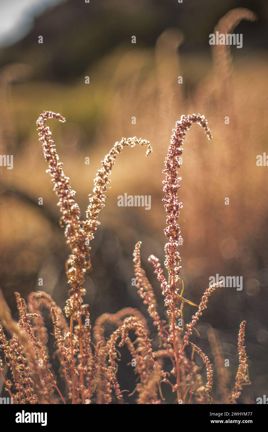Amaranthus palmeri, Backlit, Nature setting, Plant, Botanical beauty, Wildflower, Sunlit Stock Photo