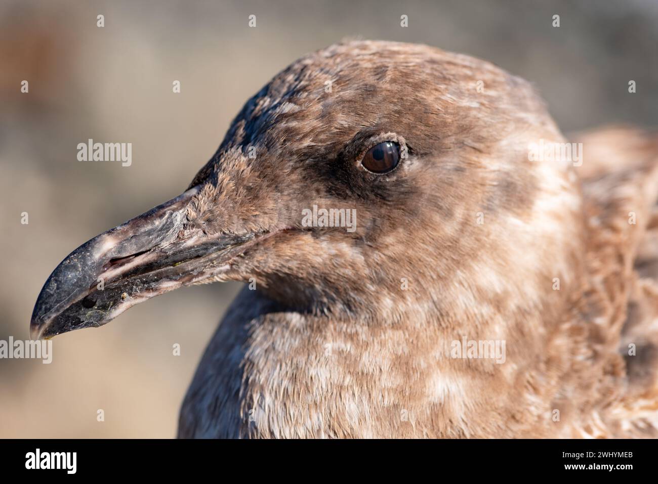 Macro photography, Seagull eyeball, Close-up view, Bird eye, Detailed feathers, Avian anatomy, Coastal wildlife, Extreme close-up Stock Photo