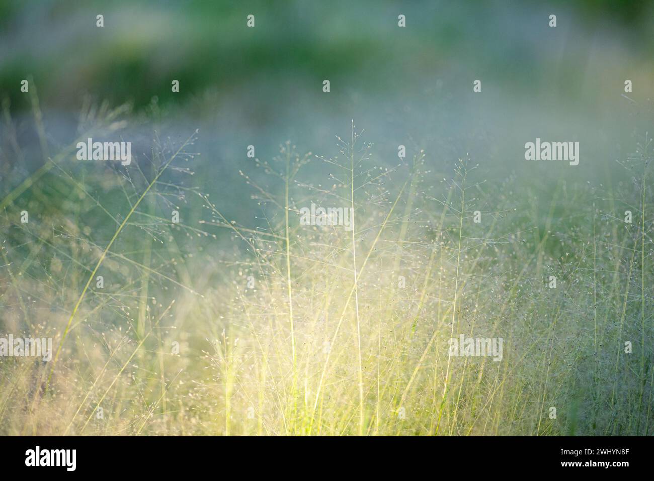 Ethereal, Lit, Whispy, Desert Grass, Beauty, Green, Pastel Colors, Shallow Depth of Field, Serene, Tranquil Stock Photo