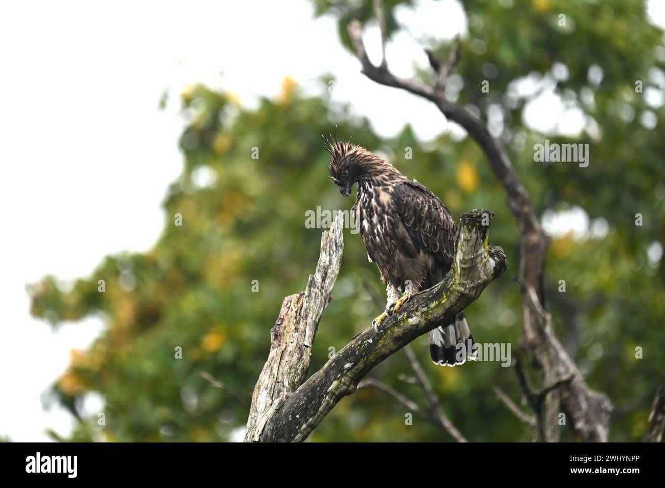 Majestic Crested Hawk Eagle in Bandipur National park, Kabini, Karnatak, India Stock Photo