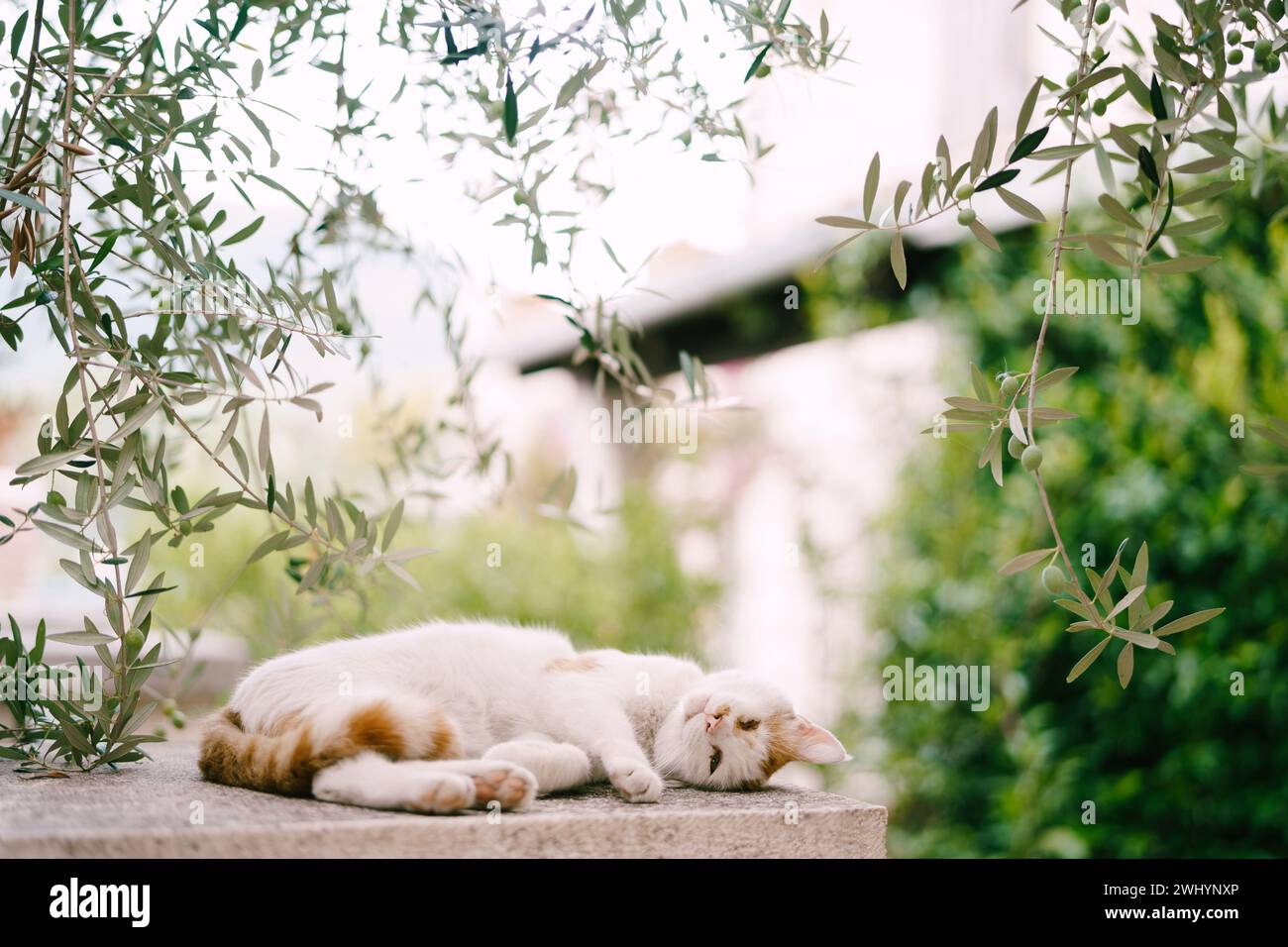 White-red cat is resting on a stone pillar under green olive branches Stock Photo