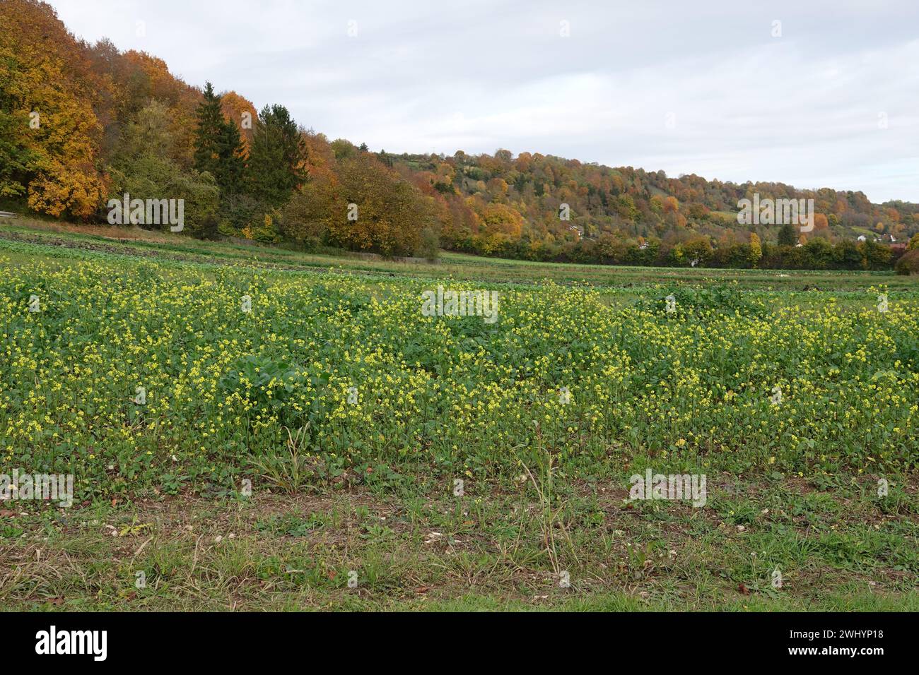 Sinapis alba, yellow mustard Stock Photo