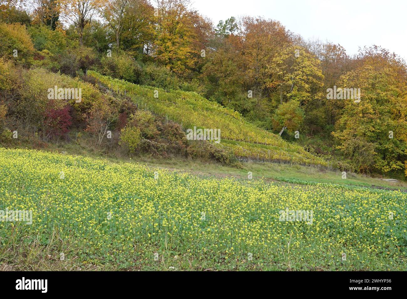 Sinapis alba, yellow mustard Stock Photo