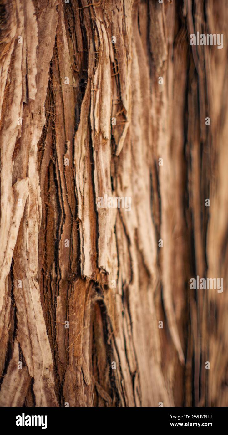 Macro, Photo, Chunky, Tree Bark, Pine Bark, Texture, Trees, Forest, Closeup, Nature, Woodland, Natural Patterns Stock Photo