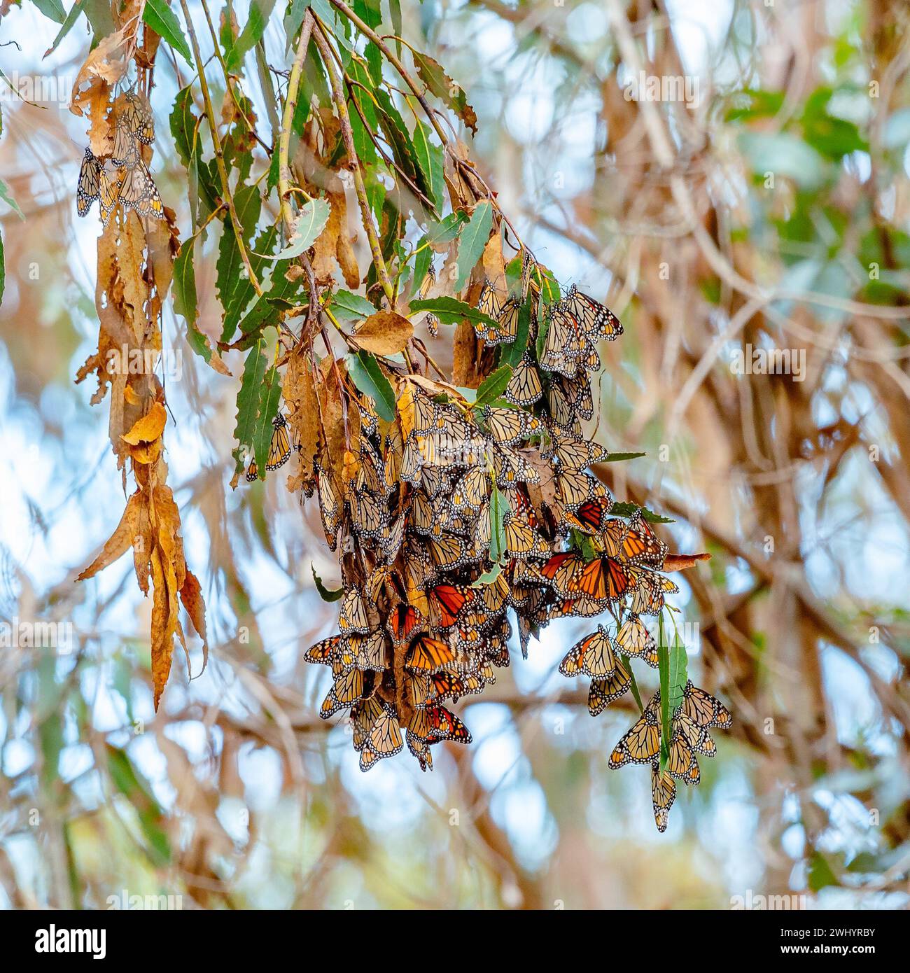 Monarchs, Breeding, Eucalyptus Tree, Santa Barbara, California, Orange Monarch Butterfly, Mating, Migration, Butterfly Cluster, Monarch Lifecycle Stock Photo