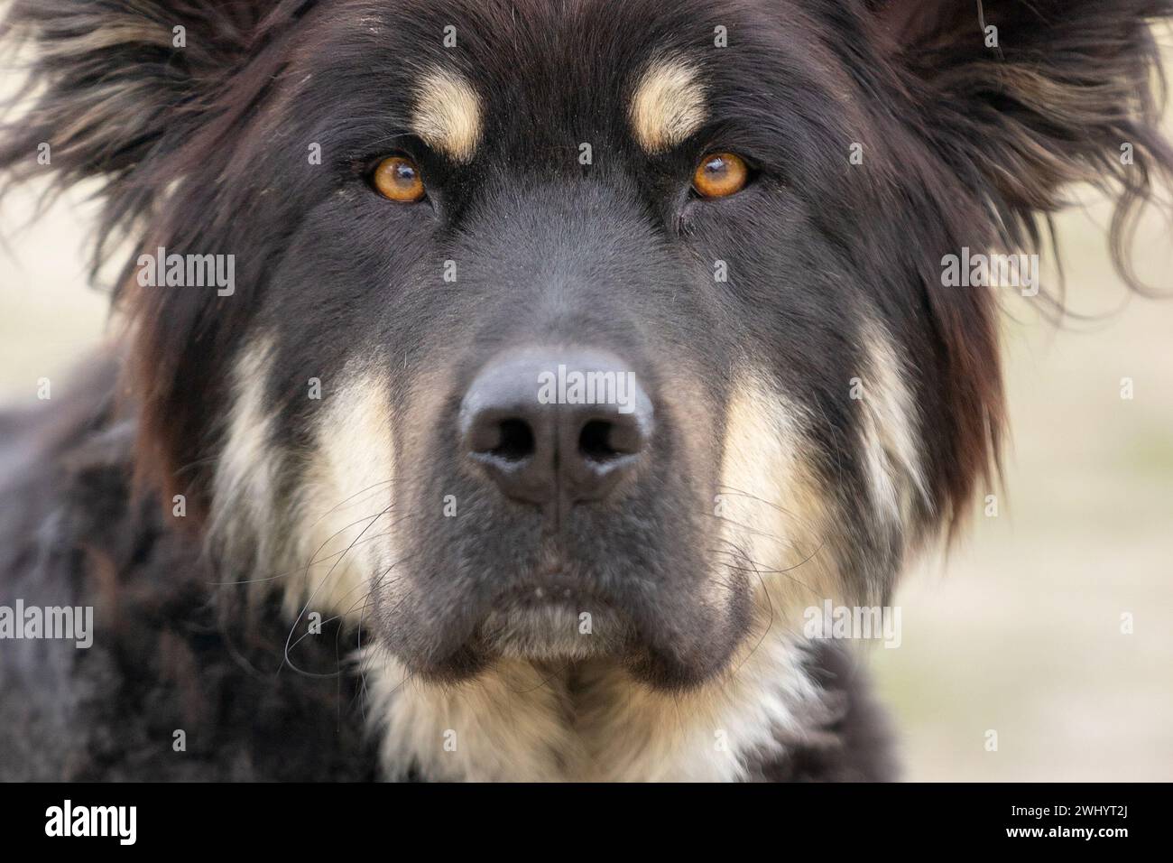 Portrait of large black long haired mutt dog Stock Photo