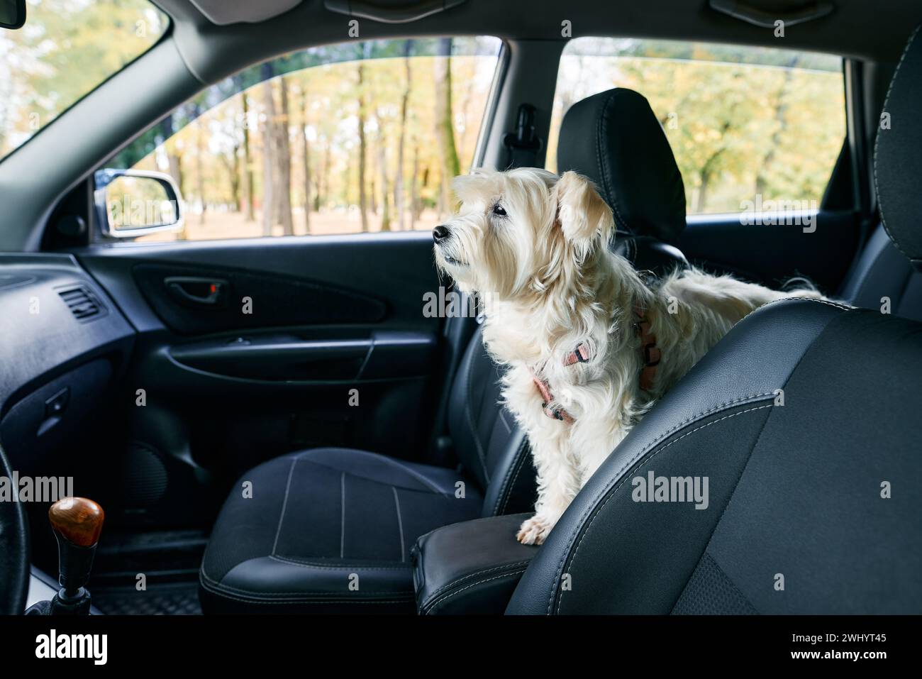 Can a dog sit in the front seat online
