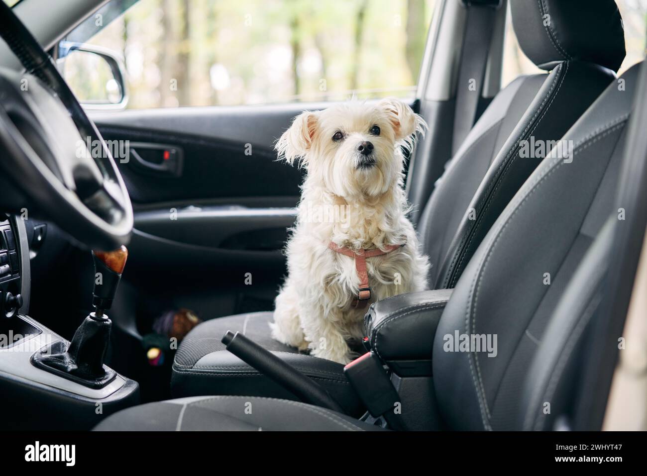 Can a dog sit in the front passenger seat hotsell