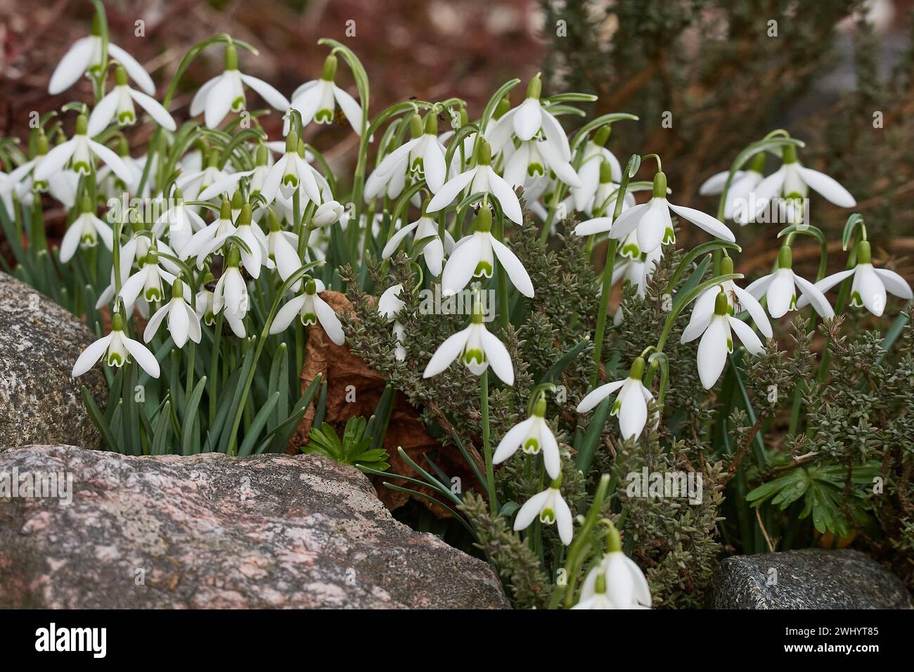 Snowdrops in spring Stock Photo