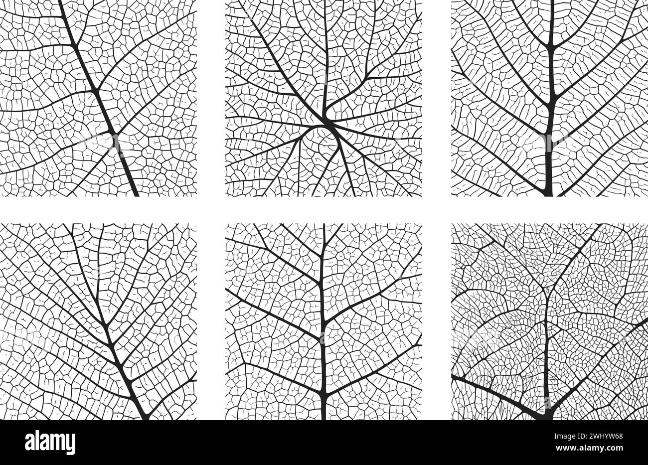 Vascular tissue Black and White Stock Photos & Images - Alamy