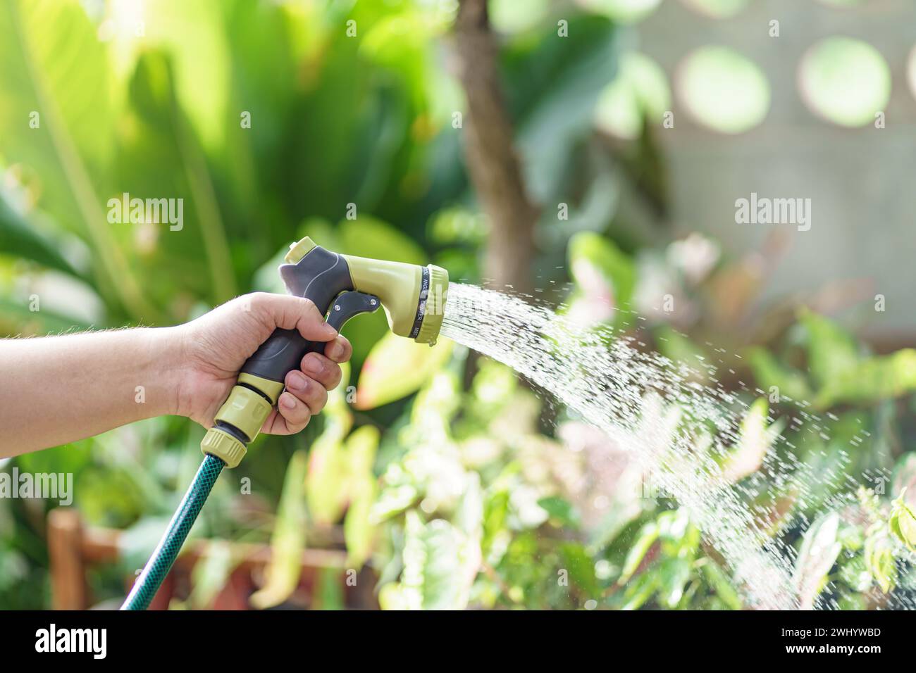 Man watering plantsÂ in his garden. Urban gardening watering fresh vegetables nature and plants care concept Stock Photo