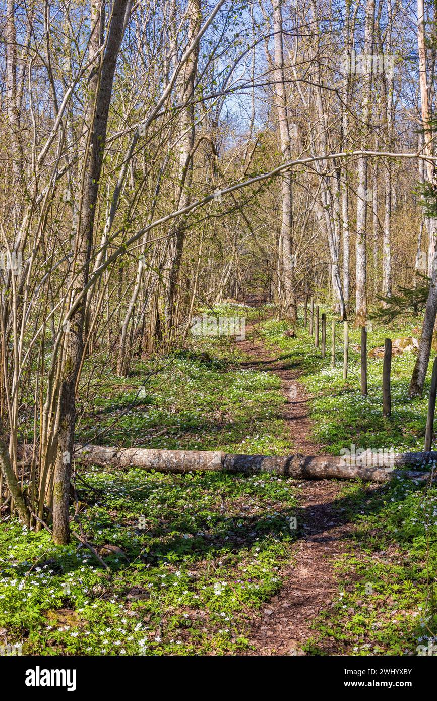 Fallen trees over path in the forest at spring Stock Photo