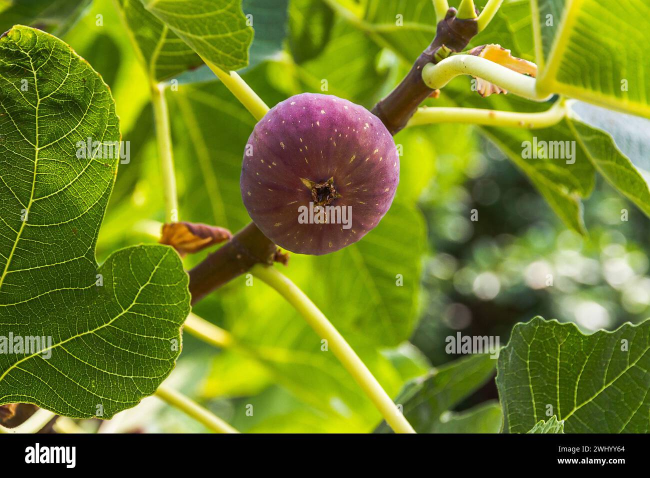 Dripping ripe fig on the tree Stock Photo