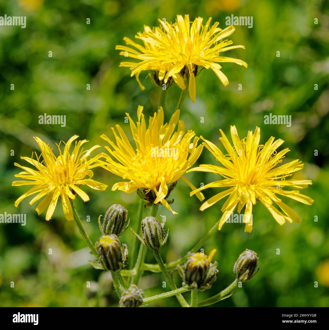 Hawkweed, daisy family (Asteraceae), Gerntal, Tyrol, Austria, Stock Photo