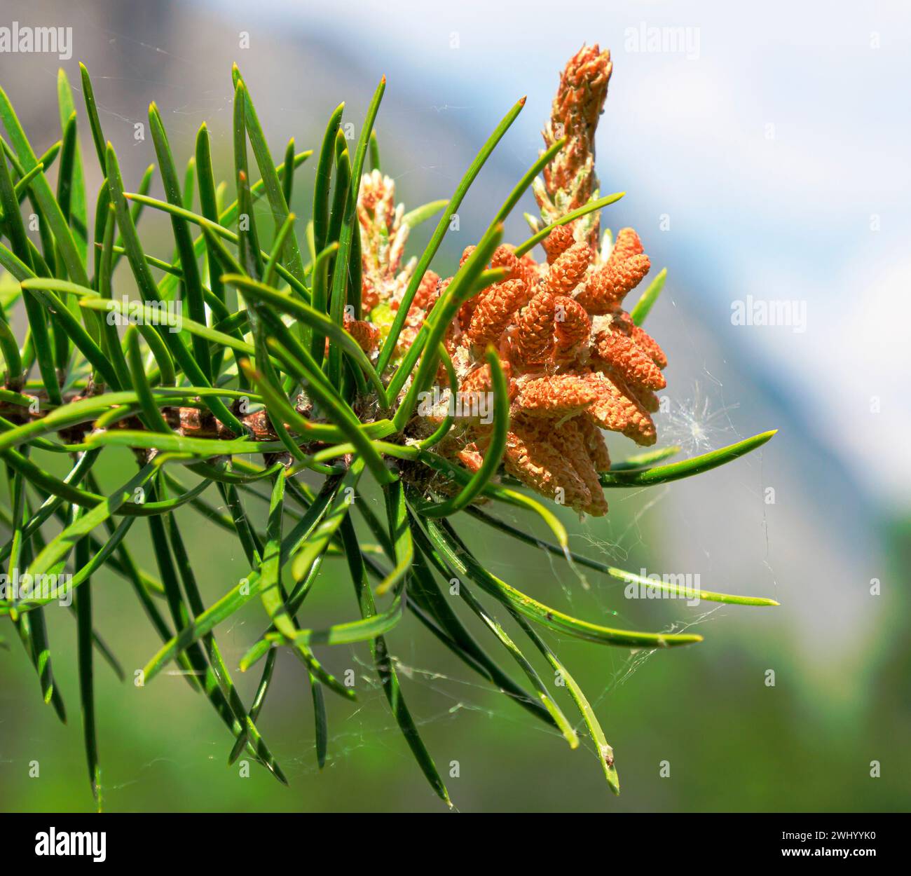 Scots pine with cones, Falzthurntal, Tyrol, Austria Stock Photo