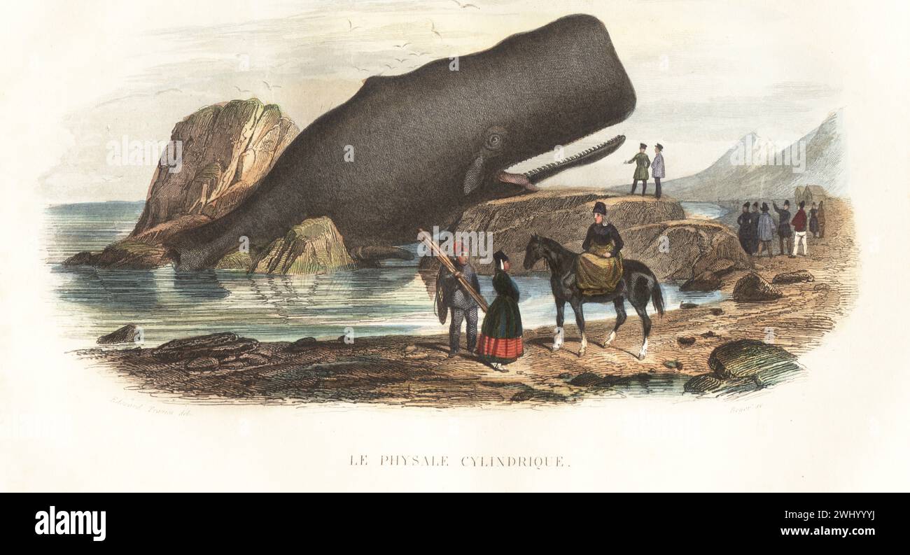 Sperm whale or cachalot, Physeter macrocephalus, beached on a rocky shore. A crowd of tourists gather to view it. Le Physale Cylindrique, Physeter cylindricus. Handcoloured steel engraving by Charles Beyer after an illustration by Edouard Travies from Bernard Germain de Lacepede’s Histoire Naturelle de Lacepede, comprenant les cetaces, les quadrupedes ovipares, les serpents et les poissons, Furne et Cie, Paris, 1847. Stock Photo