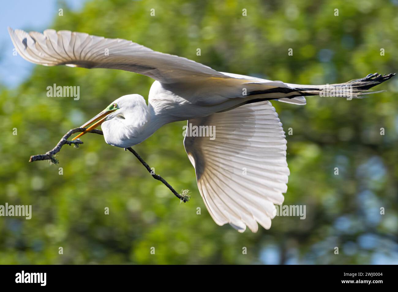 Great egret (Ardea alba) in flight with a large stick for nest building during breeding season in St. Augustine, Florida. (USA) Stock Photo