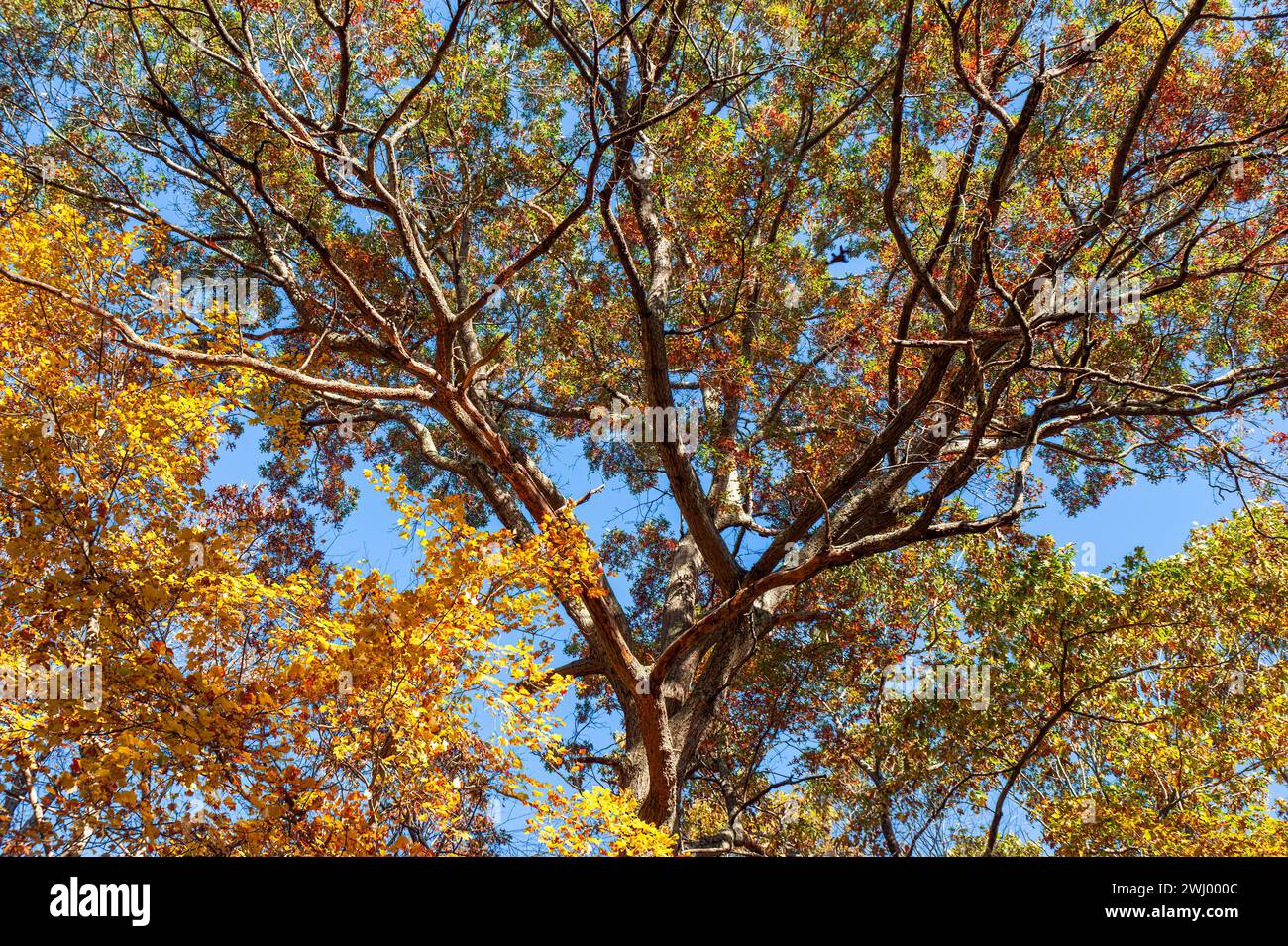 The canopy of an oak tree raising above smaller trees. Leaves changing color, in vibrant shades of yellow, orange, or red. Hopkinton State Park, MA. Stock Photo