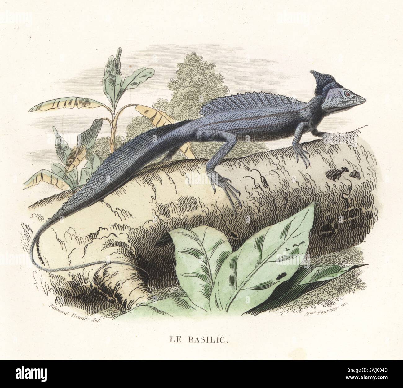 Common basilisk, Basiliscus basiliscus, basking on a tree bough. Le