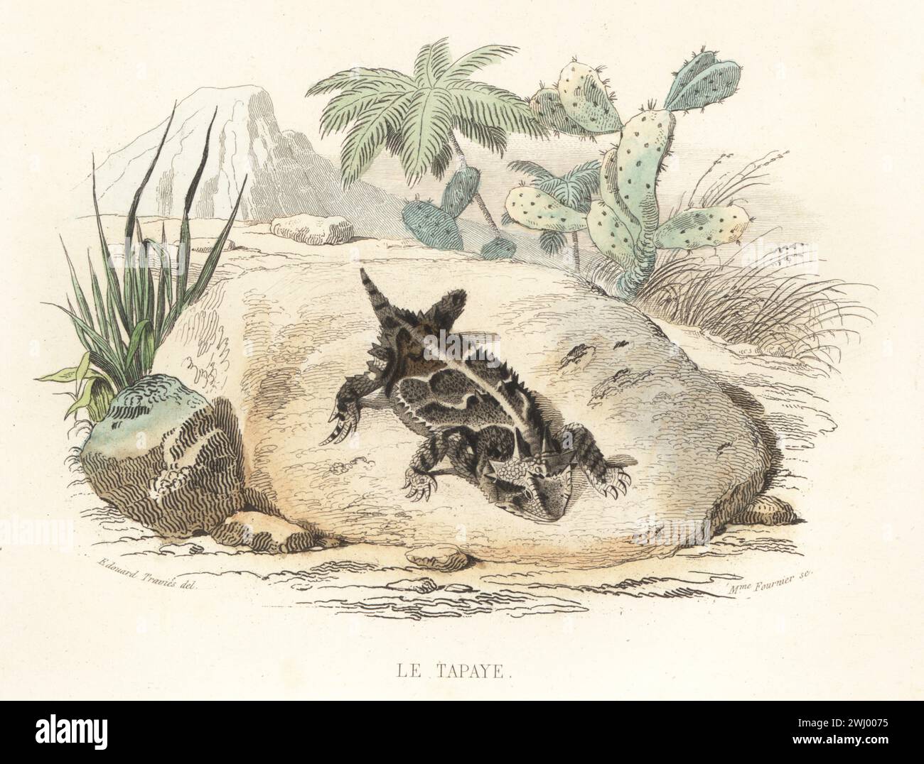 Mexican Plateau horned lizard or Chihuahua Desert horned lizard, Phrynosoma orbiculare. Palm tree and cactus in the background. Le tapaye, Pequeño dragón, Tapaya orbicularis. Handcoloured steel engraving by Madame Félicie Fournier after an illustration by Edouard Travies from Bernard Germain de Lacepede’s Histoire Naturelle de Lacepede, comprenant les cetaces, les quadrupedes ovipares, les serpents et les poissons, Furne et Cie, Paris, 1847. Stock Photo