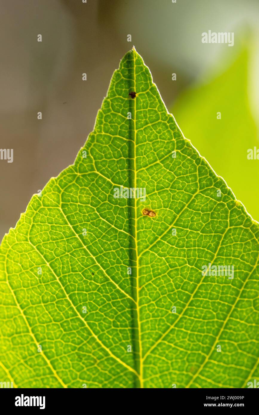 Close-up, Macro, Photo, Poison Oak, Gaviota, California, Plant, Toxic, Allergic, Leaves, Rash, Dangerous, Poisonous Stock Photo