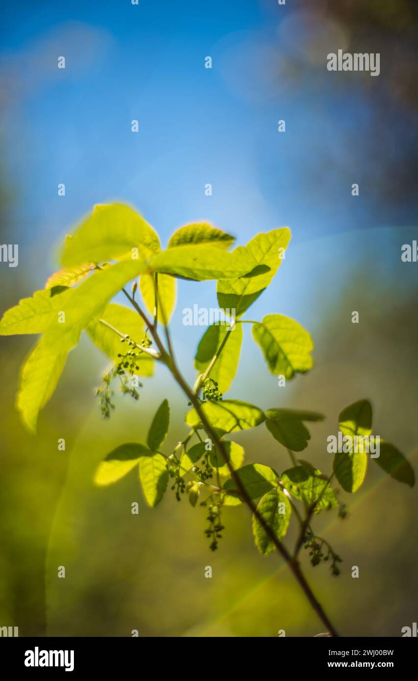 Close-up, Macro, Photo, Poison Oak, Gaviota, California, Plant, Toxic, Allergic, Leaves, Rash, Dangerous, Poisonous Stock Photo