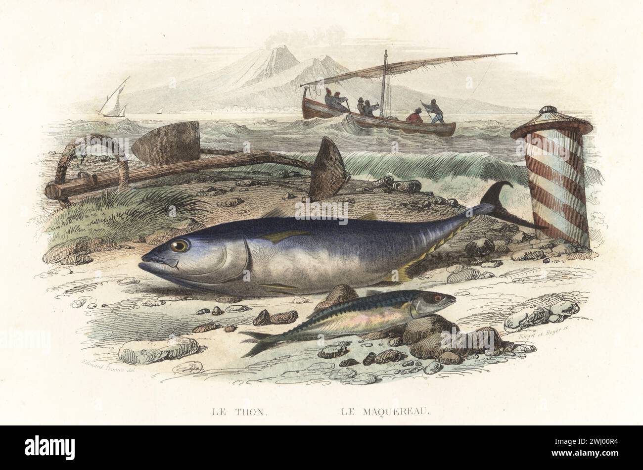 Atlantic bluefin tuna, Thunnus thynnus, and Atlantic mackerel, Scomber scombrus, on the shore line near an anchor and bollard. Fishermen rowing a sailboat on the waves. Le Thon, le Maquereau. Handcoloured steel engraving by Forget and Charles Beyer after an illustration by Edouard Travies from Bernard Germain de Lacepede’s Histoire Naturelle de Lacepede, comprenant les cetaces, les quadrupedes ovipares, les serpents et les poissons, Furne et Cie, Paris, 1847. Stock Photo