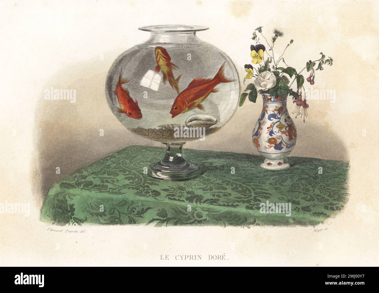 Goldfish, Carassius auratus, swimming in a fishbowl next to a oriental vase of flowers. Le Cyprin Dore de la Chine, Cyprinus auratus. Handcoloured steel engraving by Charles Beyer after an illustration by Edouard Travies from Bernard Germain de Lacepede’s Histoire Naturelle de Lacepede, comprenant les cetaces, les quadrupedes ovipares, les serpents et les poissons, Furne et Cie, Paris, 1847. Stock Photo