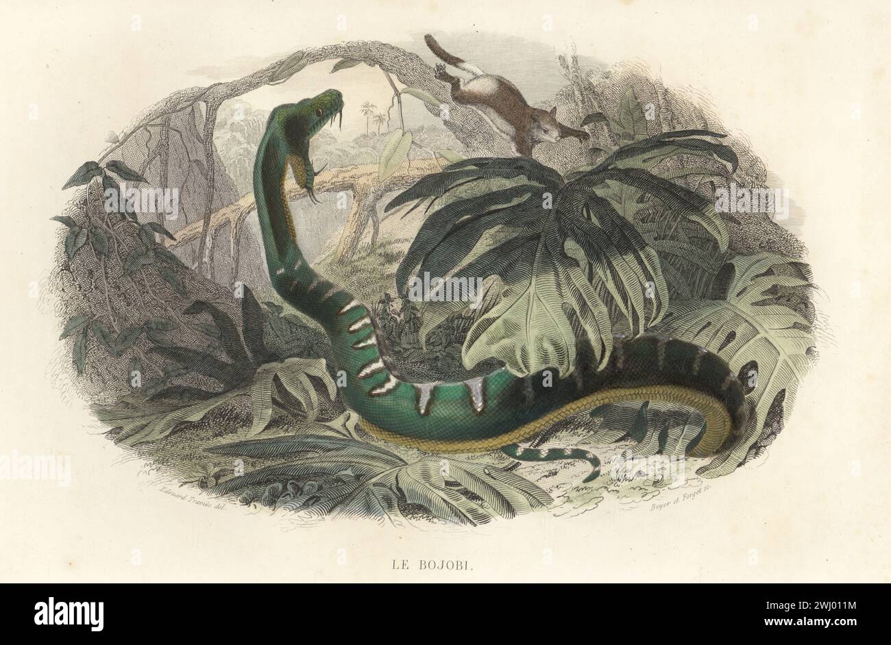 Emerald tree boa, Corallus caninus, about to strike at a rodent. Le bojobi, Boa canina, Boa hypnale, Boa aurantiaca. Handcoloured steel engraving by Charles Beyer and Forget after an illustration by Edouard Travies from Bernard Germain de Lacepede’s Histoire Naturelle de Lacepede, comprenant les cetaces, les quadrupedes ovipares, les serpents et les poissons, Furne et Cie, Paris, 1847. Stock Photo