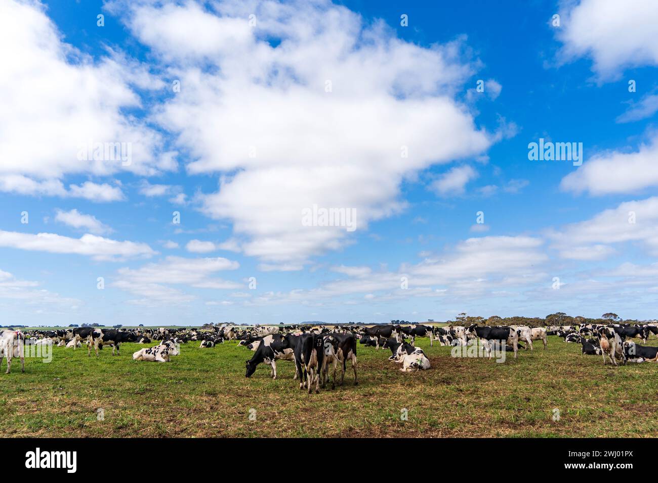 Cattle feed australia hi-res stock photography and images - Alamy