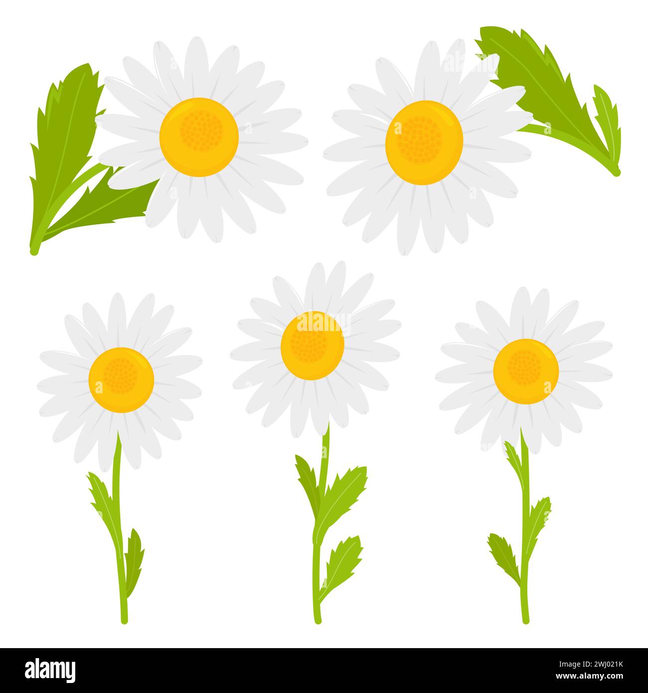 Daisy flowers. Chamomile flowers collection. White daisy chamomile icon ...