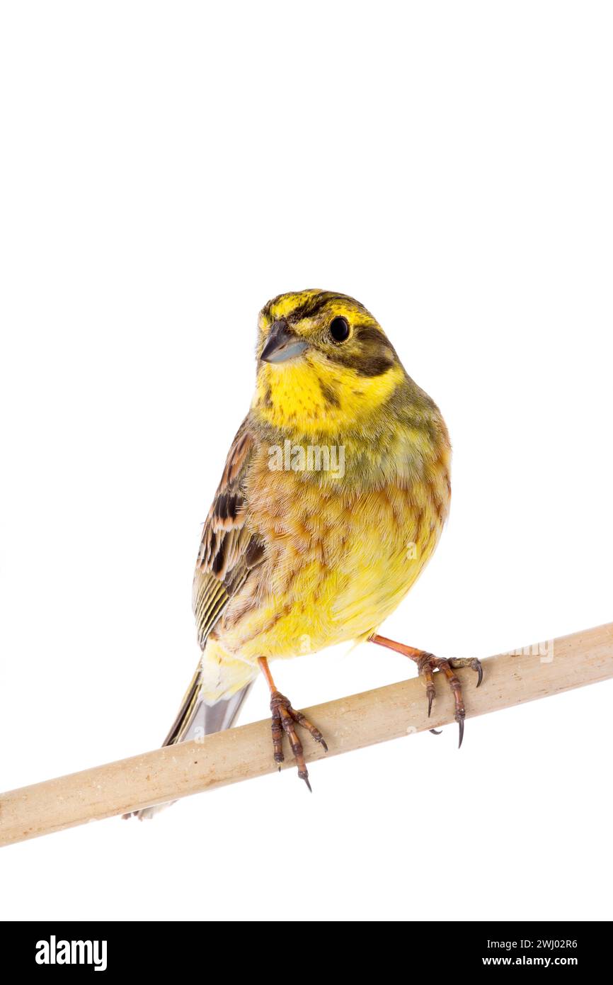 Yellowhammer (Emberiza citrinella) isolated on a white background Stock Photo