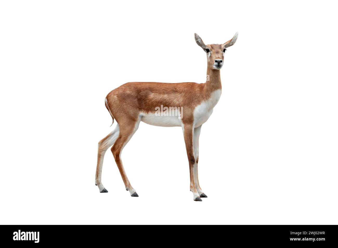 Antilopa hi-res stock photography and images - Alamy, image size:1300x956