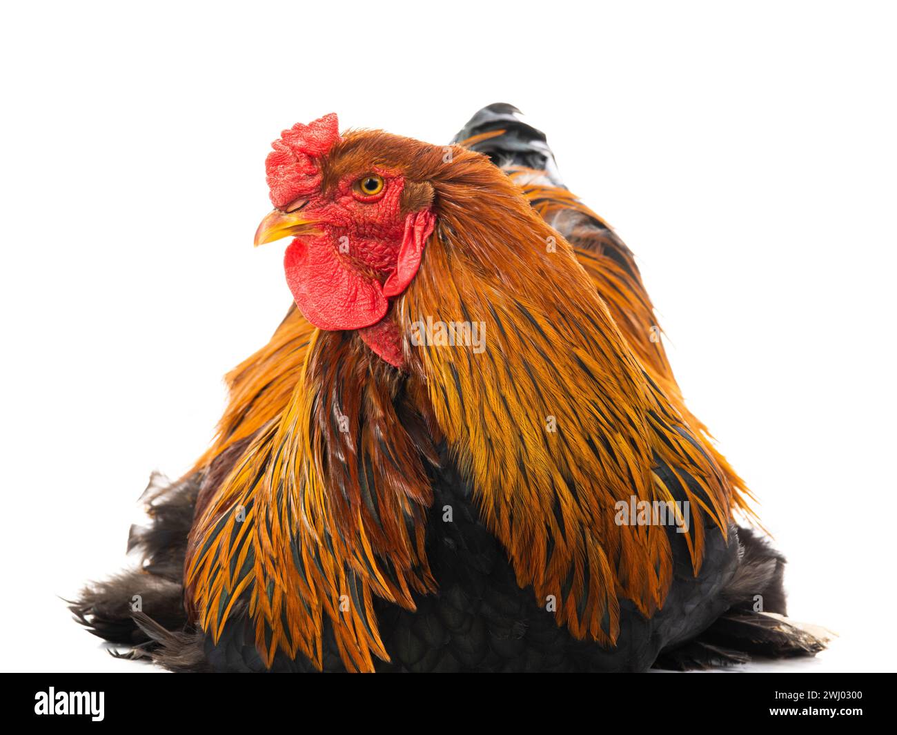 Brahma Rooster Images – Browse 68 Stock Photos, Vectors, and Video