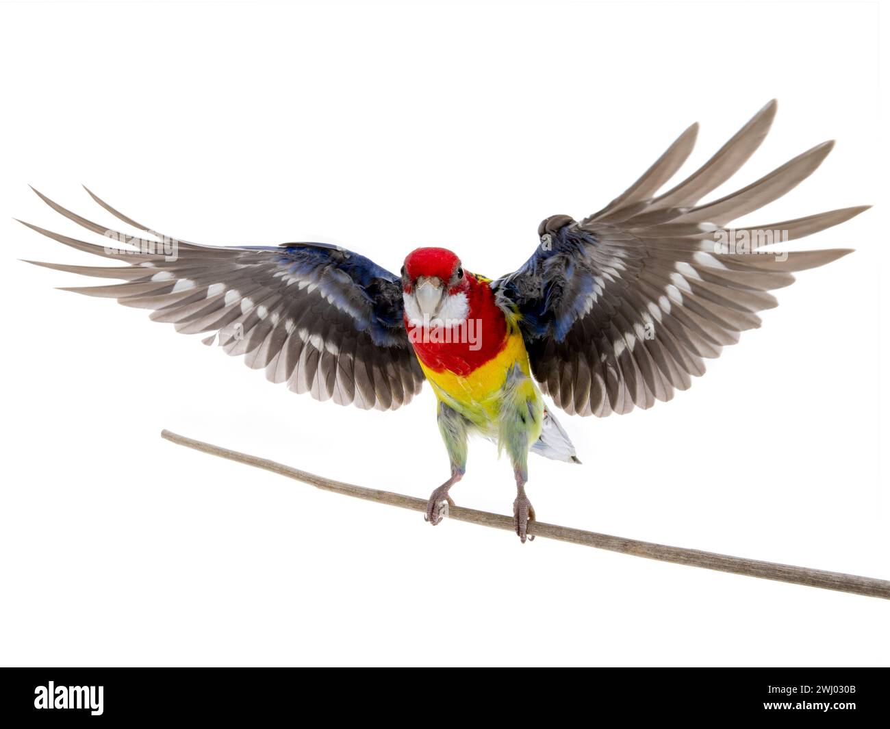 parrot Rosella parrot in flight isolated on white background Stock Photo