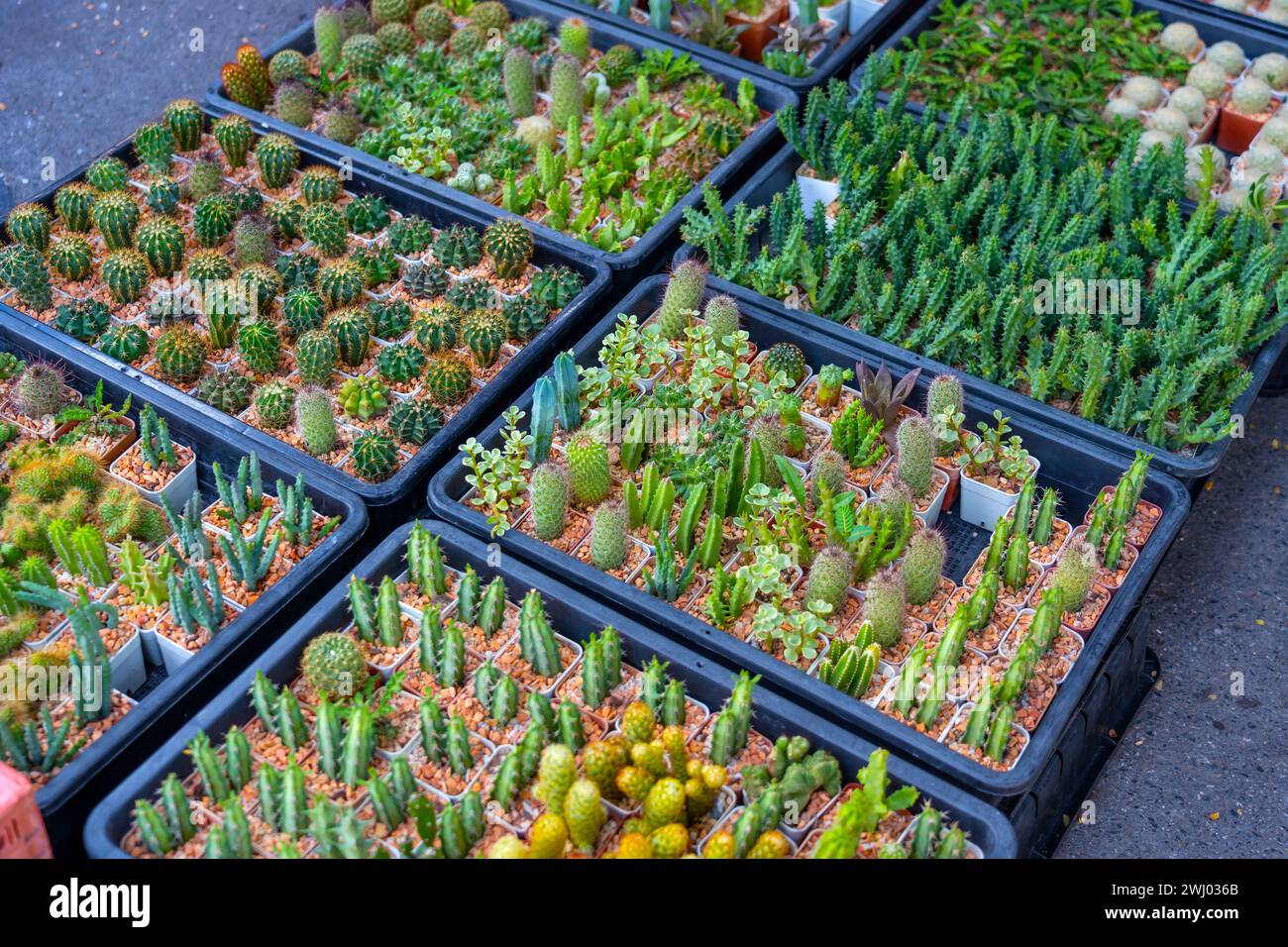 Various succulents in pots hi-res stock photography and images - Alamy