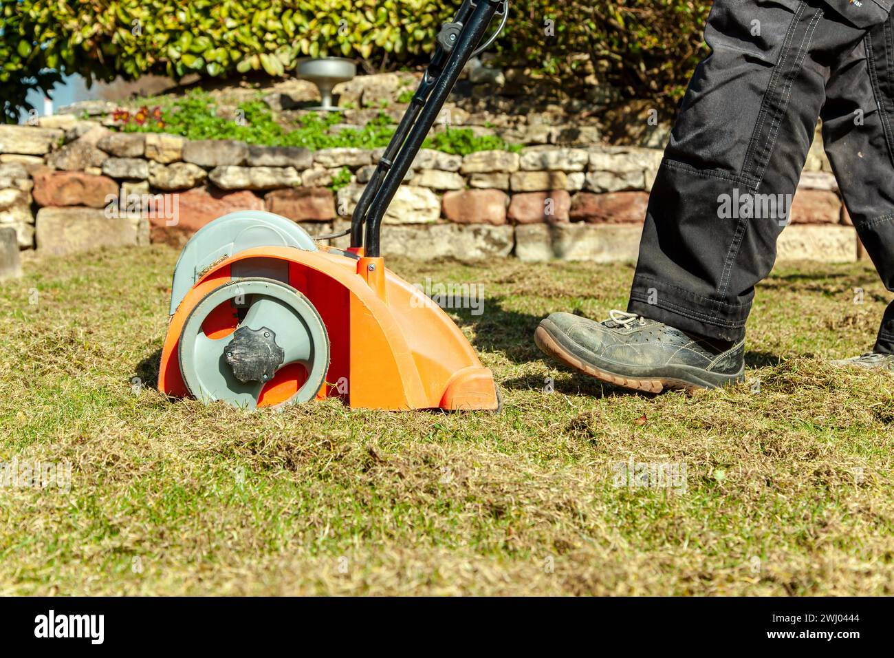 Aeration with a scarifier. Lawn thatcher in action. Using a scarifier in the garden Stock Photo