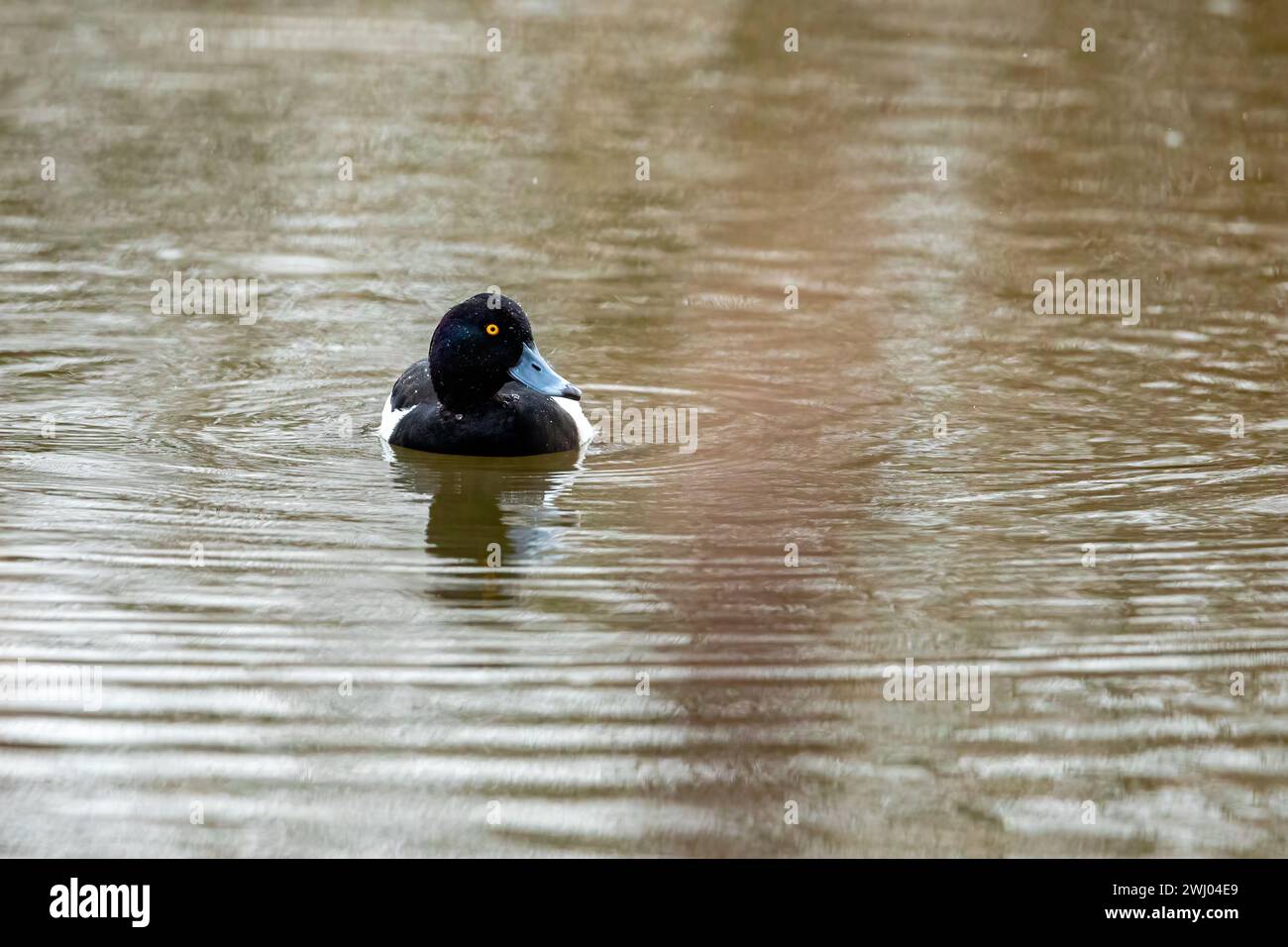A tufted duck on the water Stock Photo