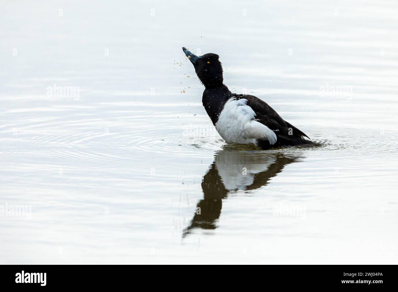 A tufted duck on the water Stock Photo