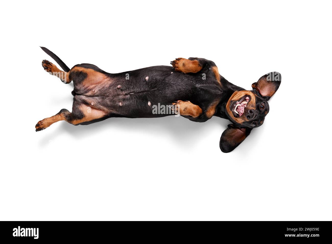 Playful, happy, purebred dog, Dachshund lying on back with paws up ...