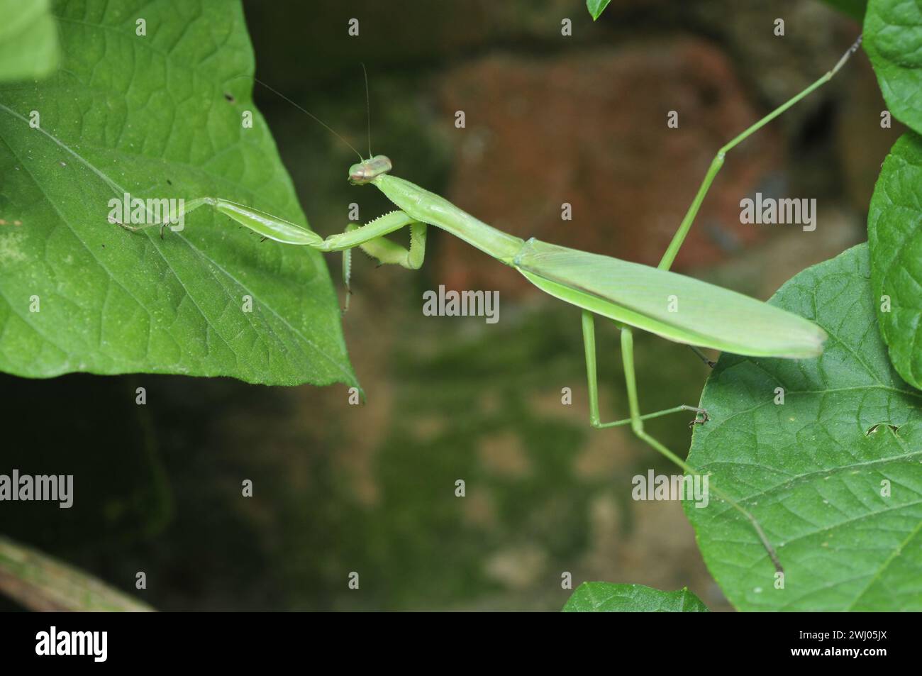 Mantis (mantis) also say the DaoLang, invertebrates. Insects classes ...