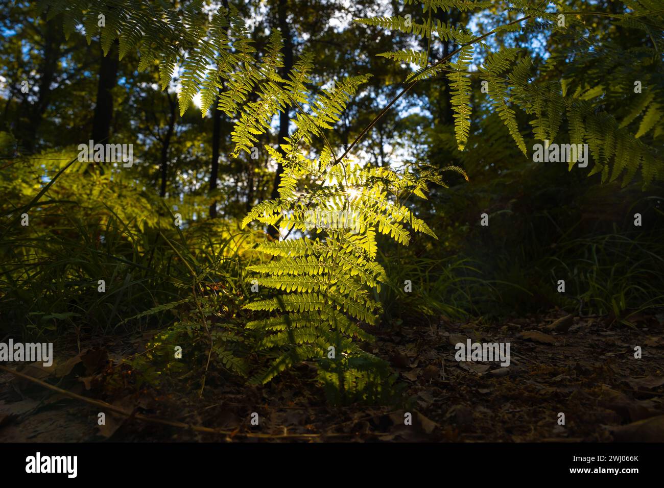 Ferns backlit sunlight in hi-res stock photography and images - Alamy